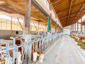 Anbau einer Jungviehseite an bestehenden Milchviehstall
